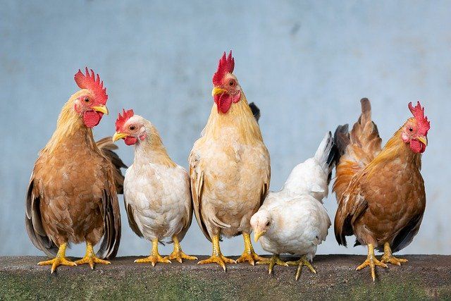 Logistique, de la préparation de commande à l’expédition, pour un spécialiste de la nutrition animale basé en Bretagne.